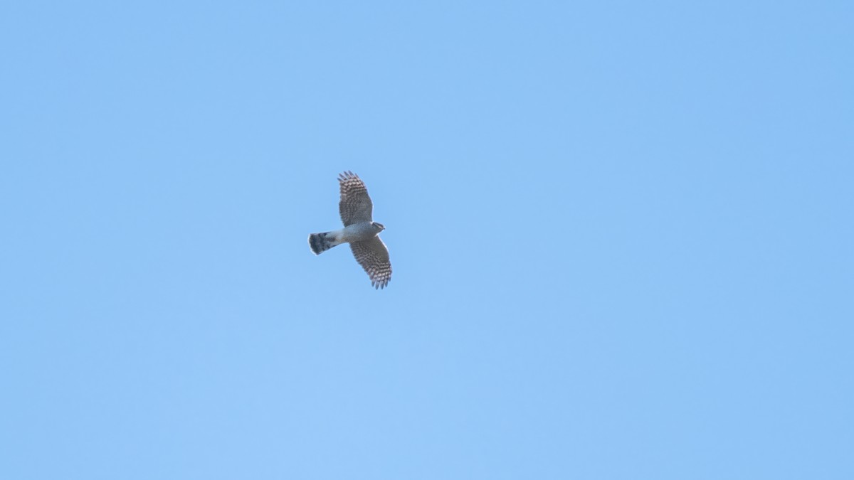 Gavilán Común - ML646576664