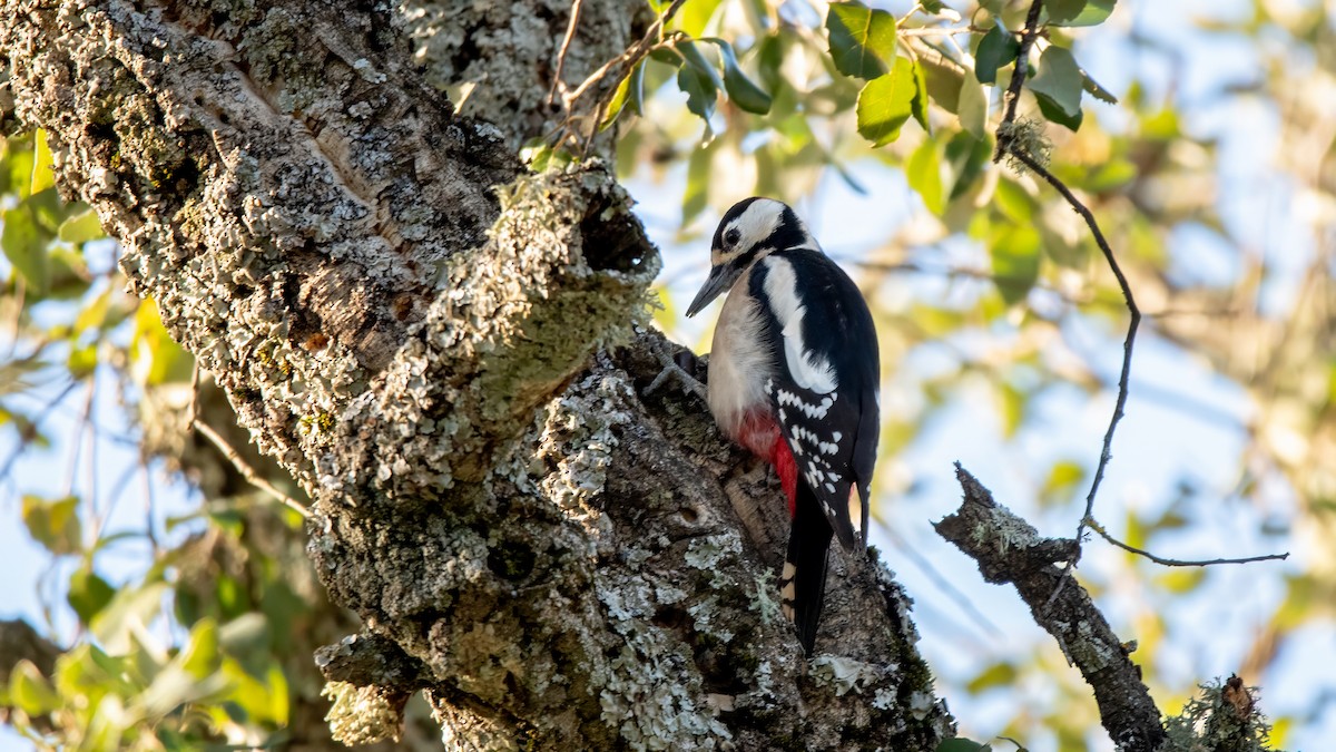 Pico Picapinos - ML646576666