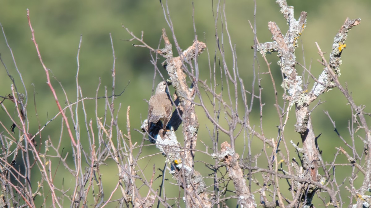 Grive draine - ML646576668