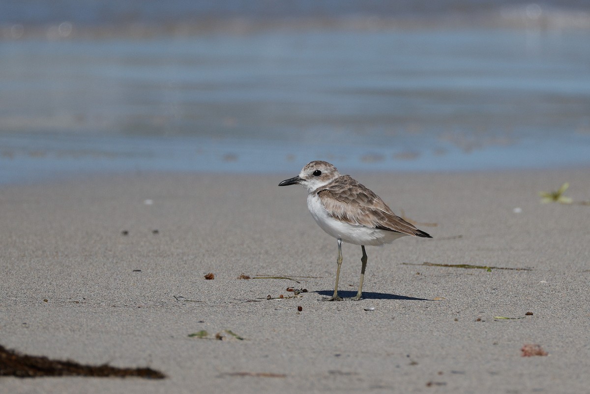 Greater Sand-Plover - ML646576669