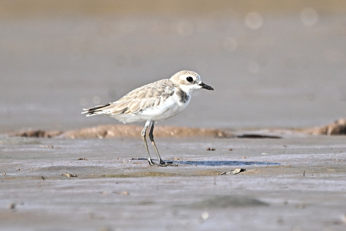 Tibetan Sand-Plover - ML646576671