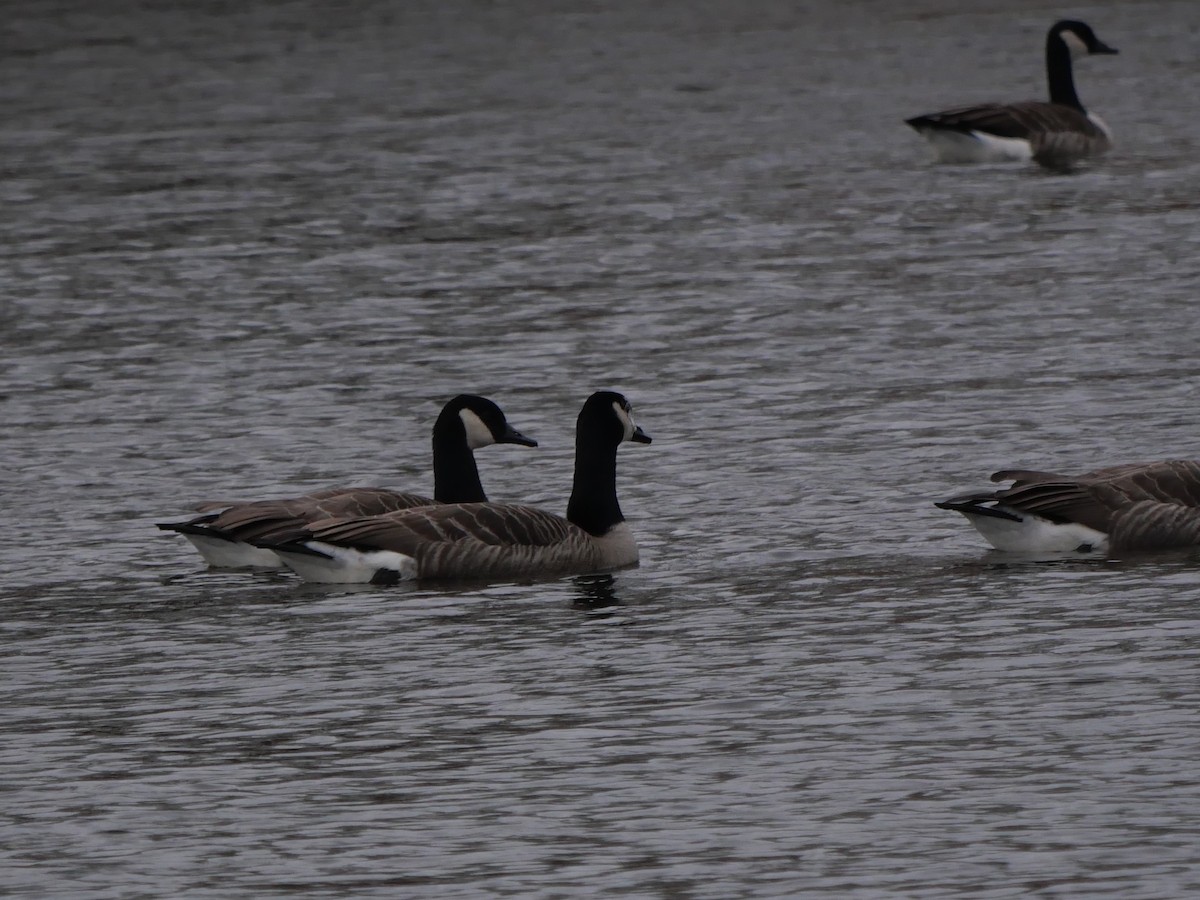 Canada Goose - ML646576672