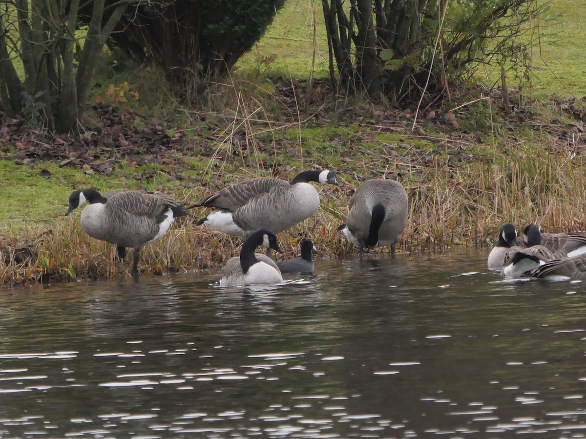 Canada Goose - ML646576674