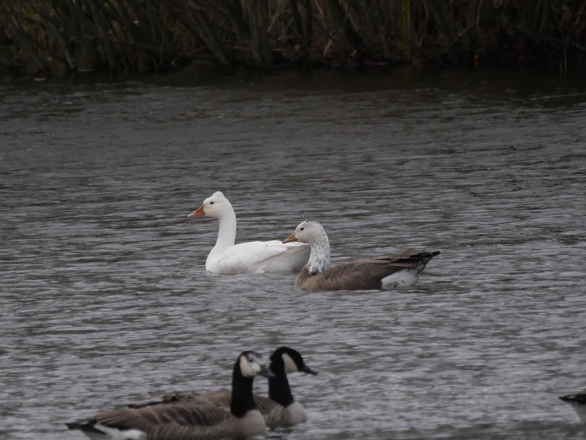 Graylag x Canada Goose (hybrid) - ML646576677