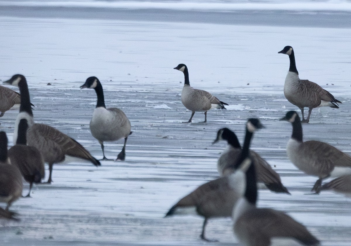 Малая канадская казарка - ML646576678