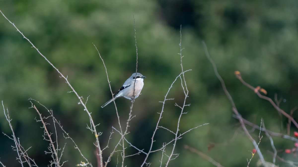 Alcaudón Real - ML646576679