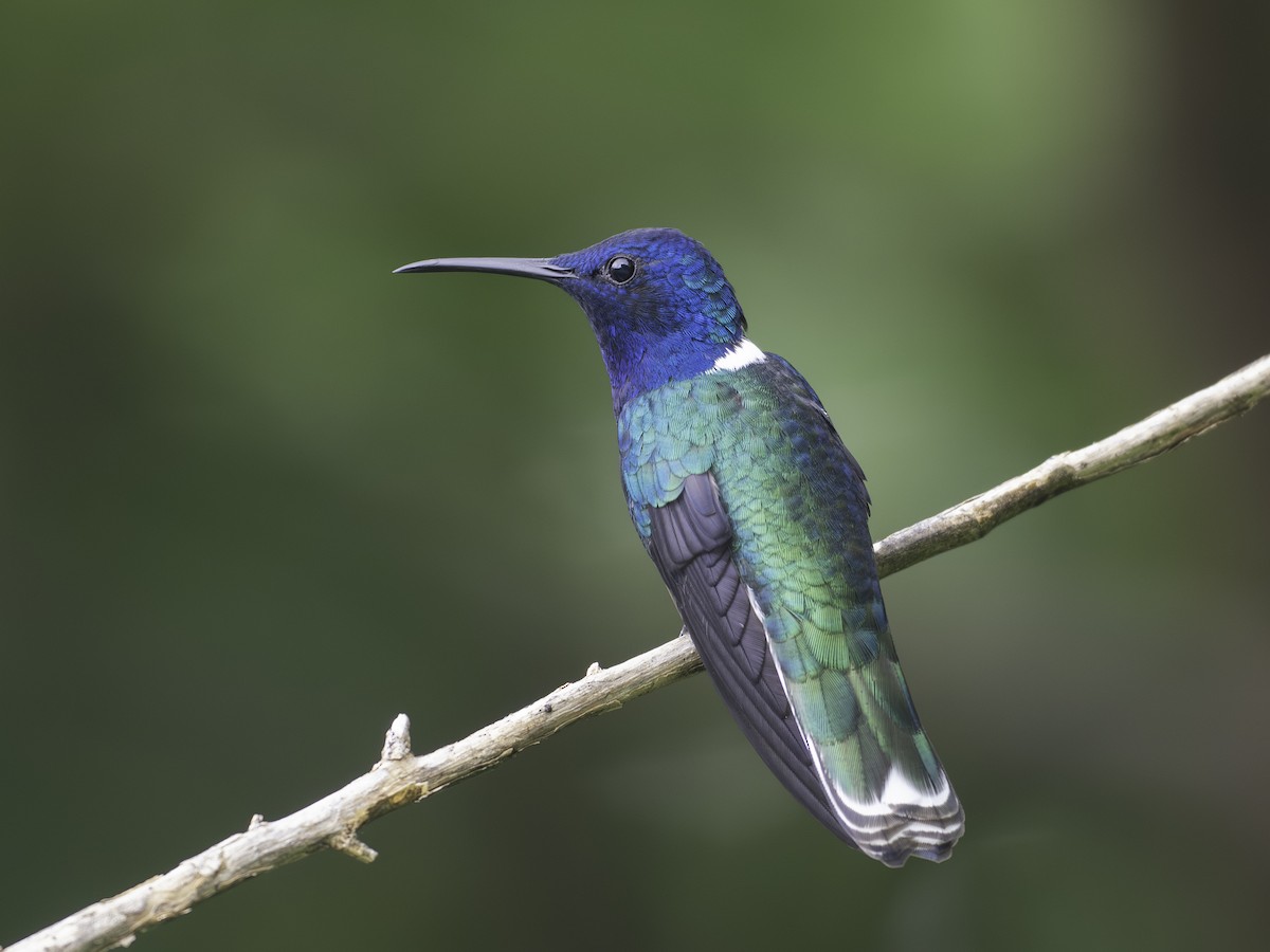 Colibri jacobin - ML646576680