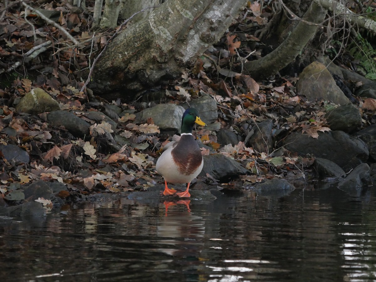 Mallard - ML646576681