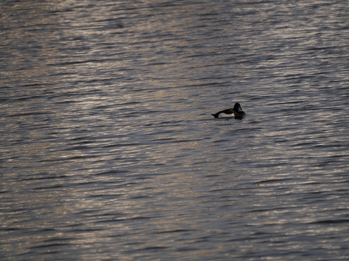 Tufted Duck - ML646576682