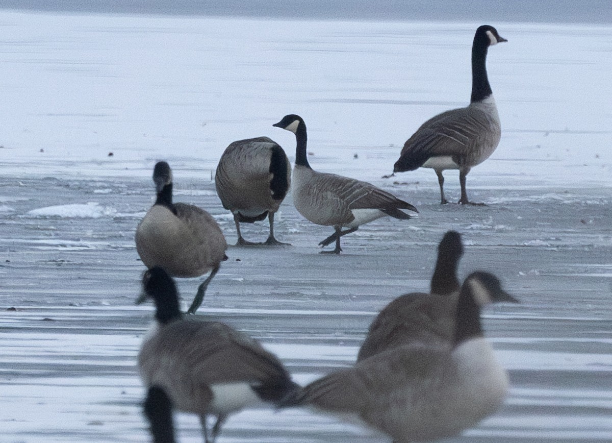 Малая канадская казарка - ML646576683