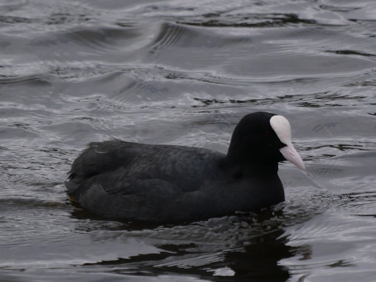 Eurasian Coot - ML646576684
