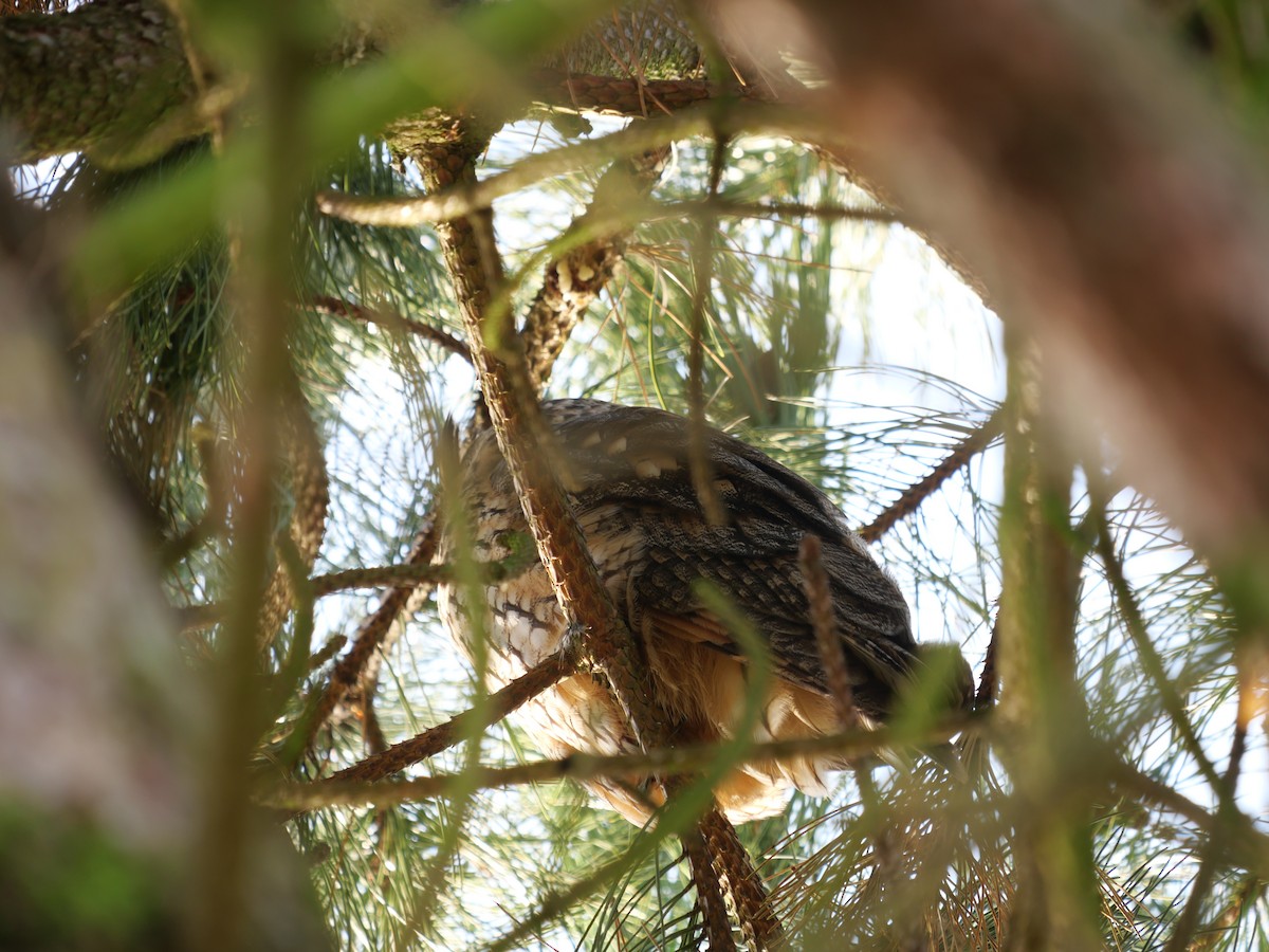 Long-eared Owl - ML646576686