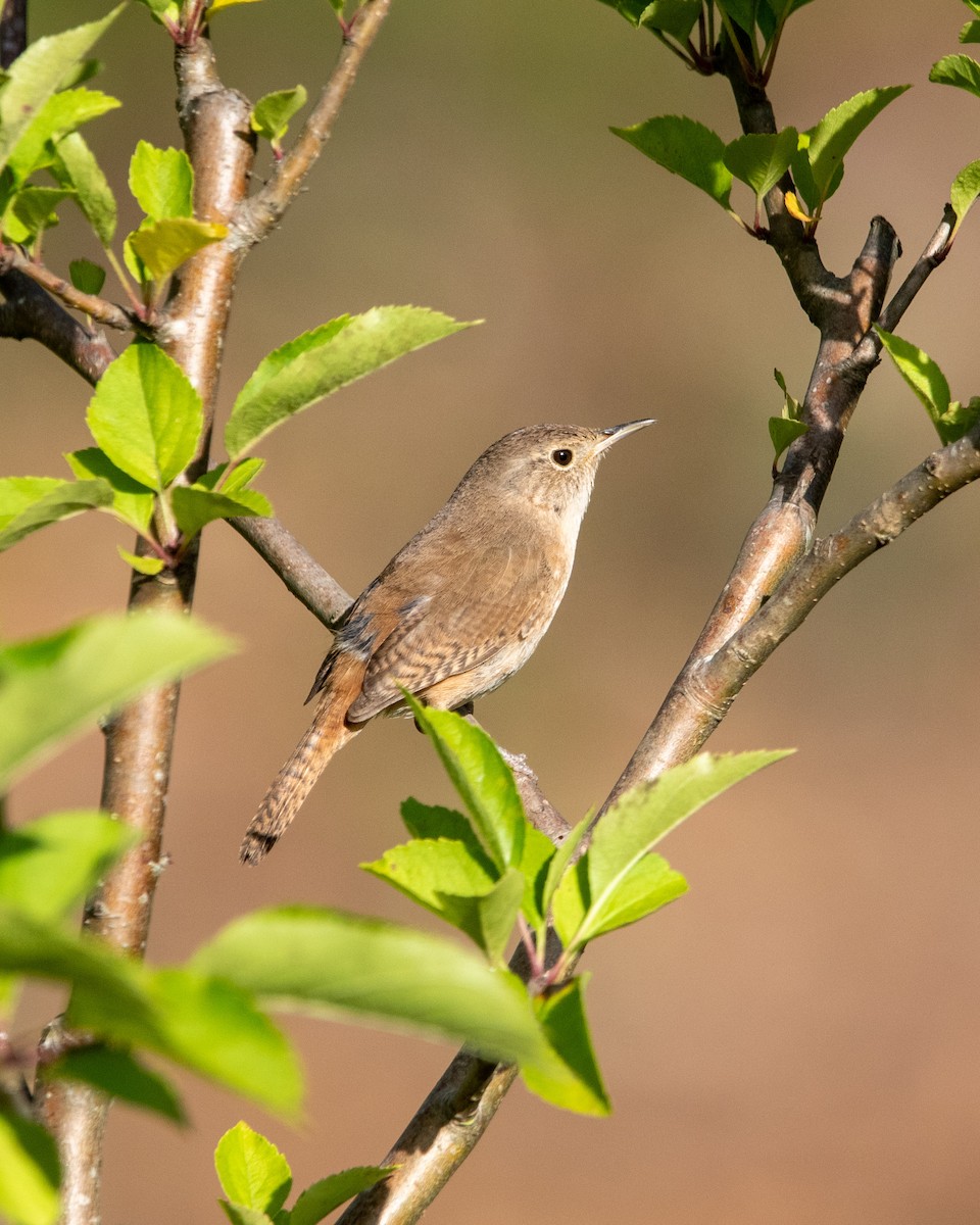 Güneyli Ev Çıtkuşu - ML646576690