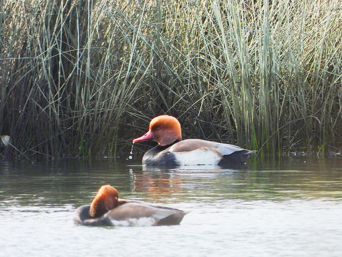 赤嘴潛鴨 - ML646576692