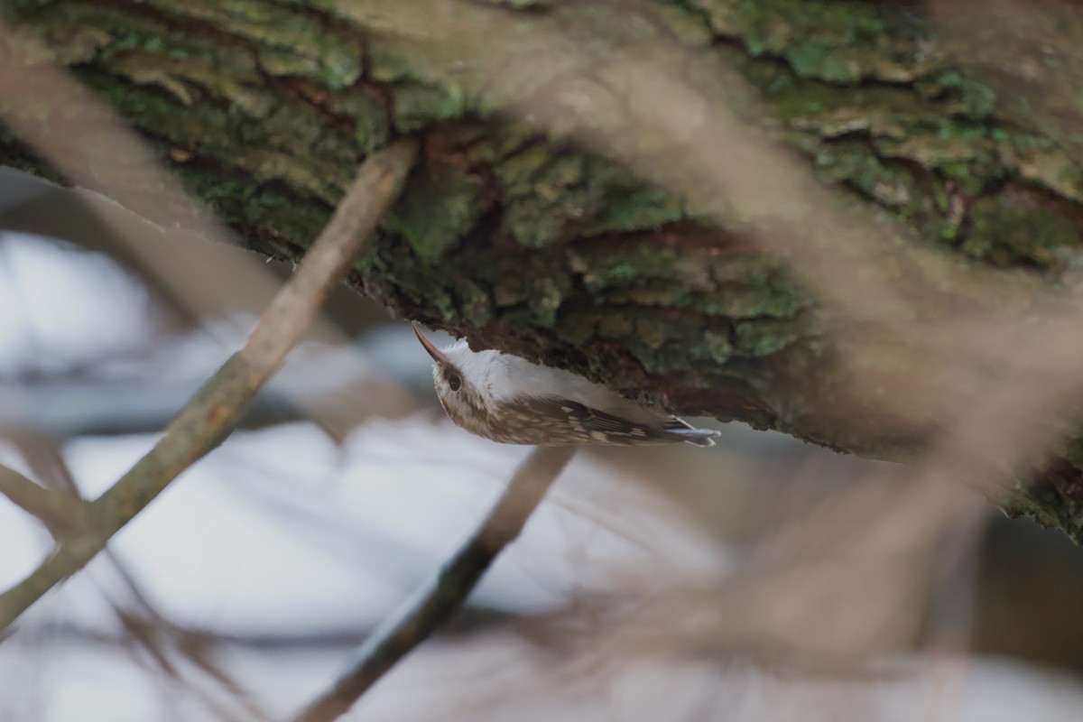 Eurasian Treecreeper - ML646576695