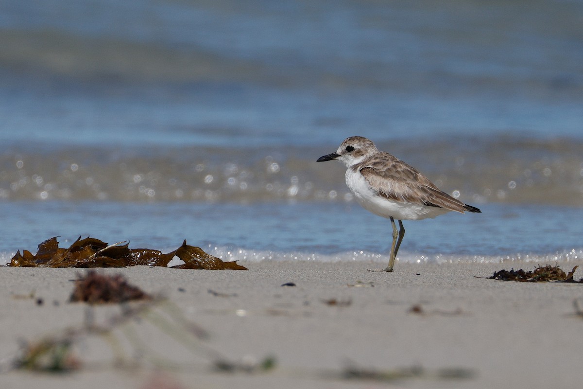 Greater Sand-Plover - ML646576696