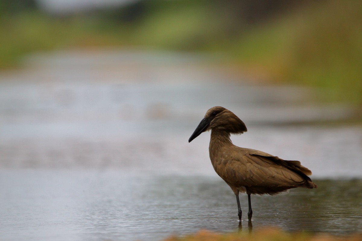 Hamerkop - ML646576701
