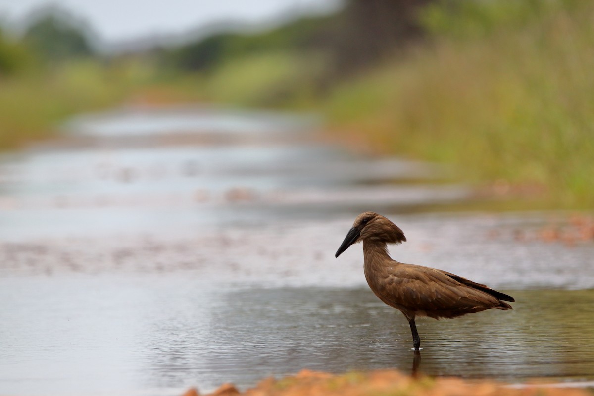 Hamerkop - ML646576702