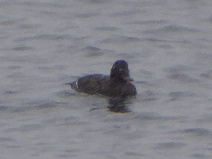 Ak Kanatlı Kadife Ördek - ML646576703