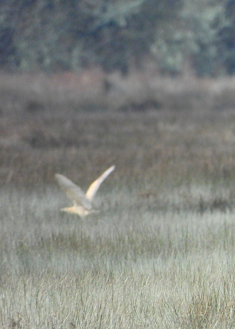 大麻鷺 - ML646576704