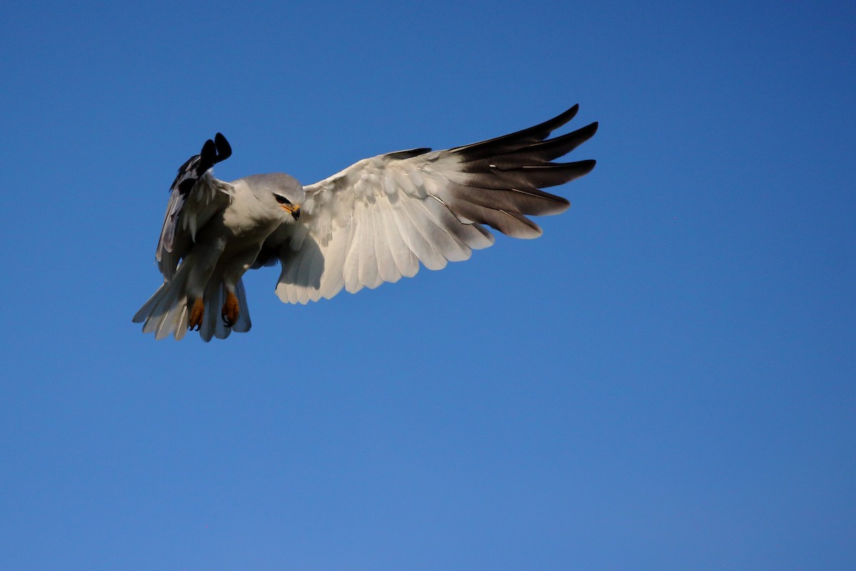 Black-winged Kite - ML646576706
