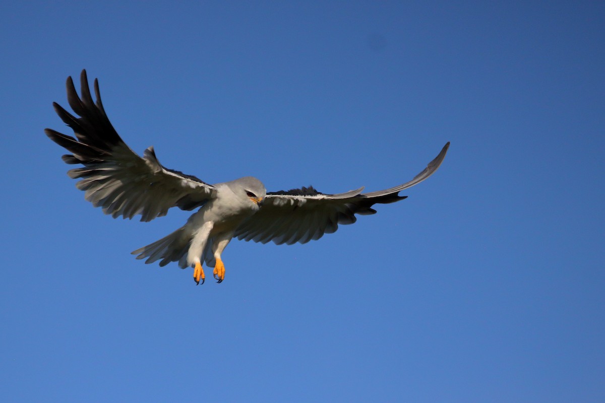 Black-winged Kite - ML646576707