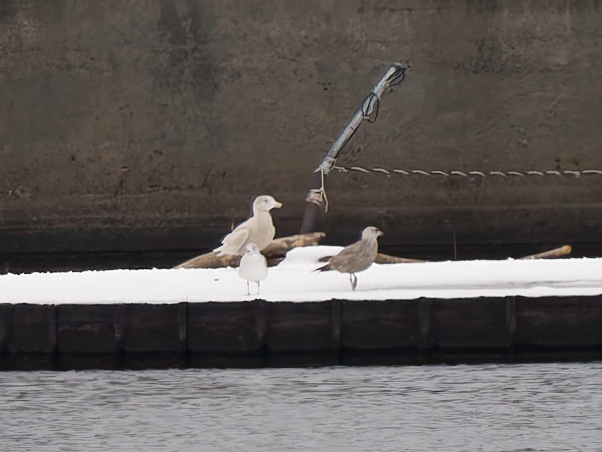 Glaucous Gull - ML646576708