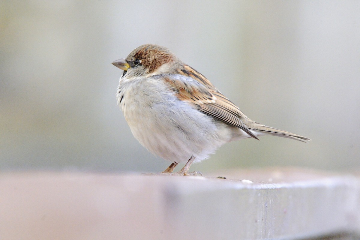 House Sparrow - ML646576709