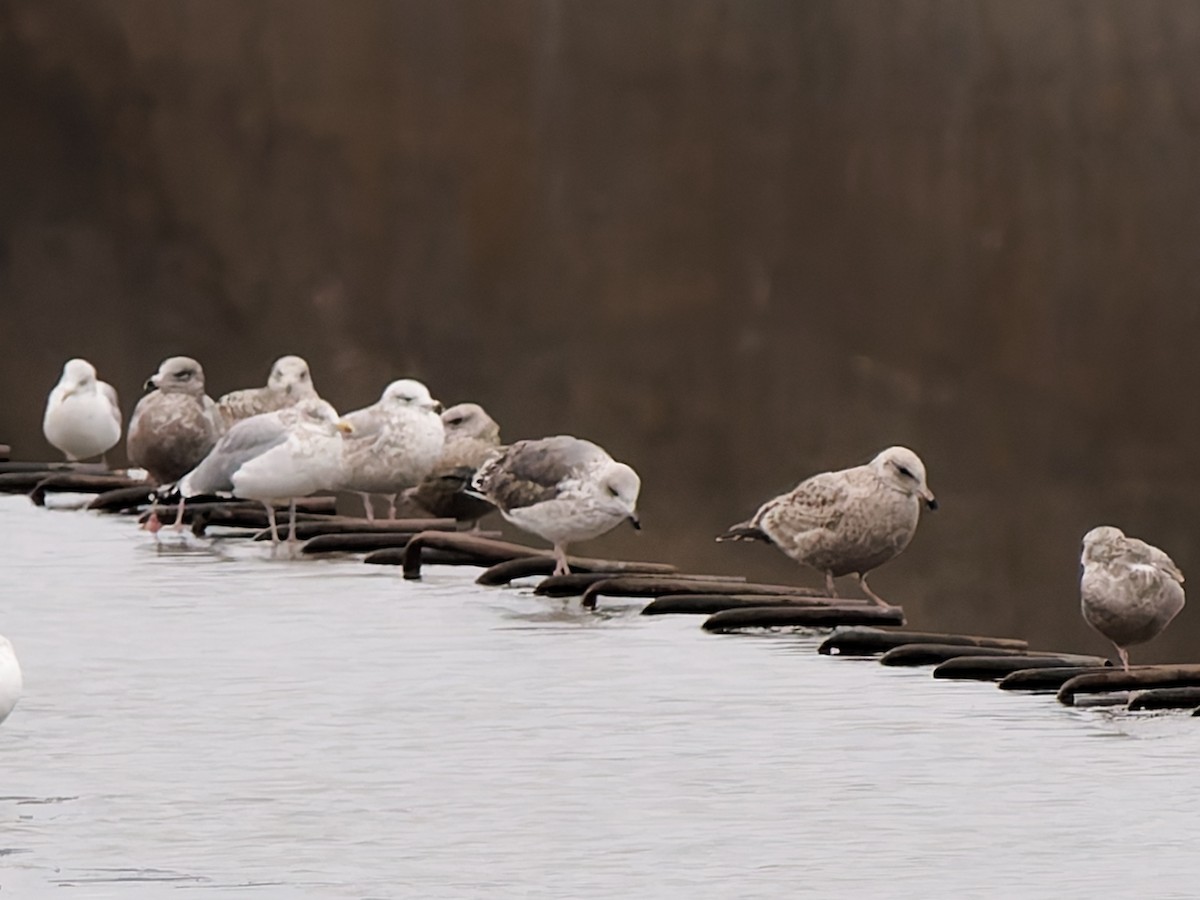 Lesser Black-backed Gull - ML646576710