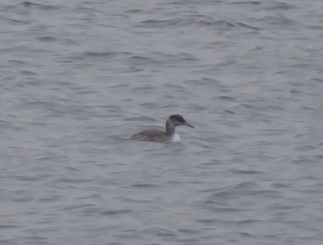 Red-necked Grebe - ML646576711