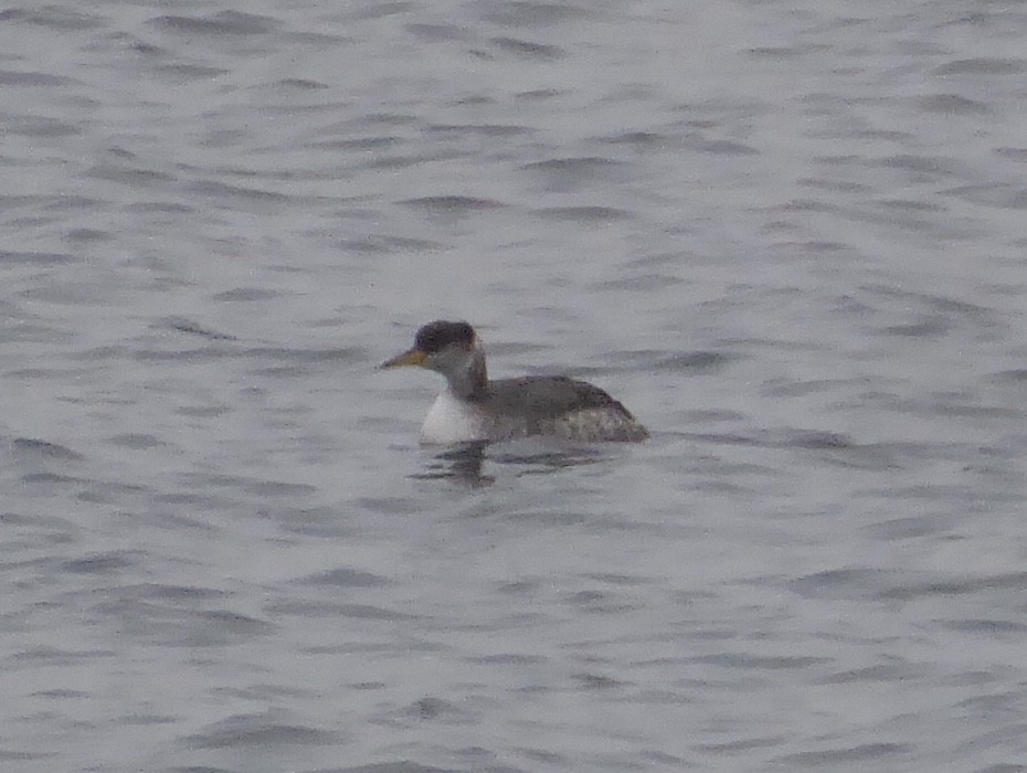 Red-necked Grebe - ML646576712