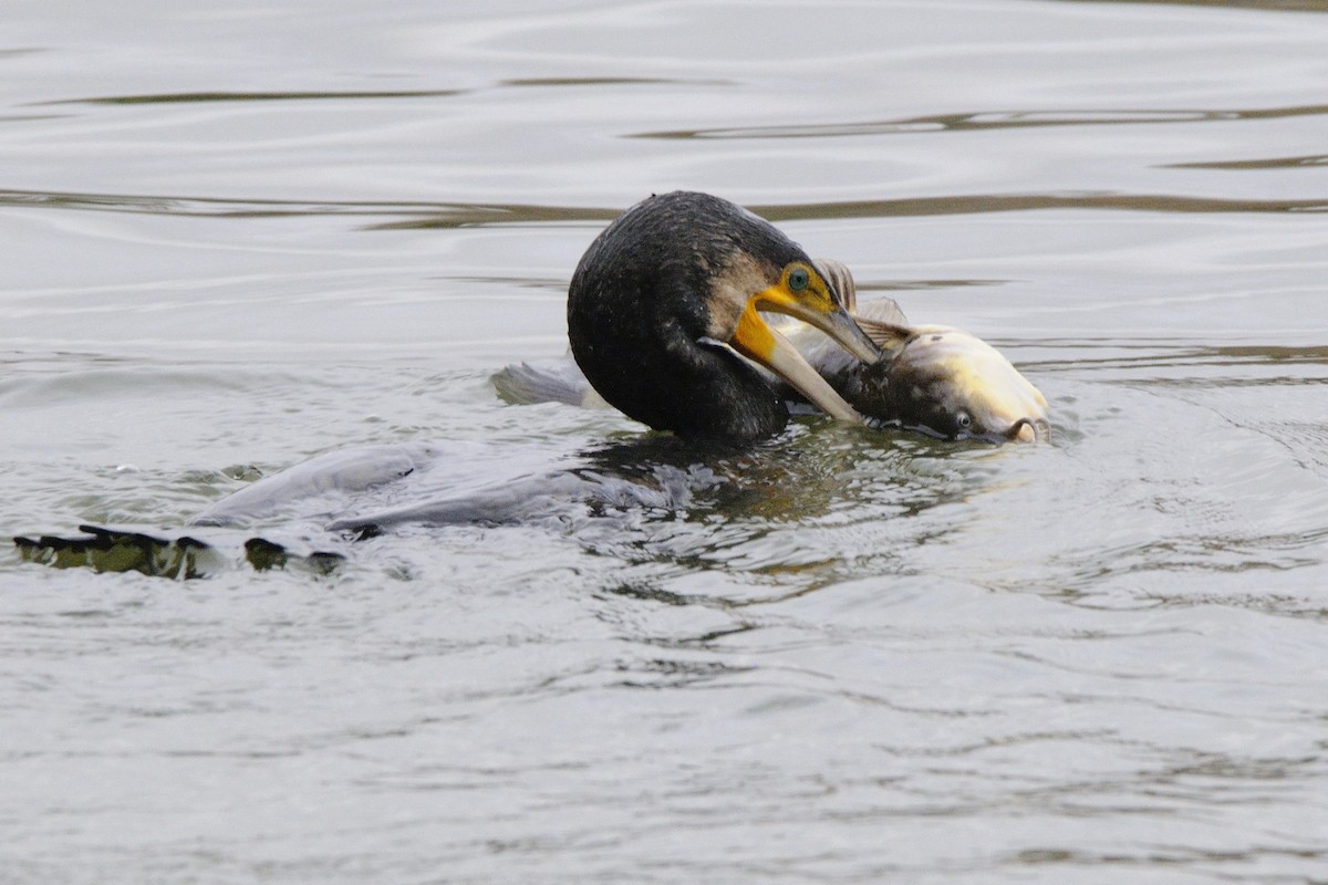 Great Cormorant - ML646576713