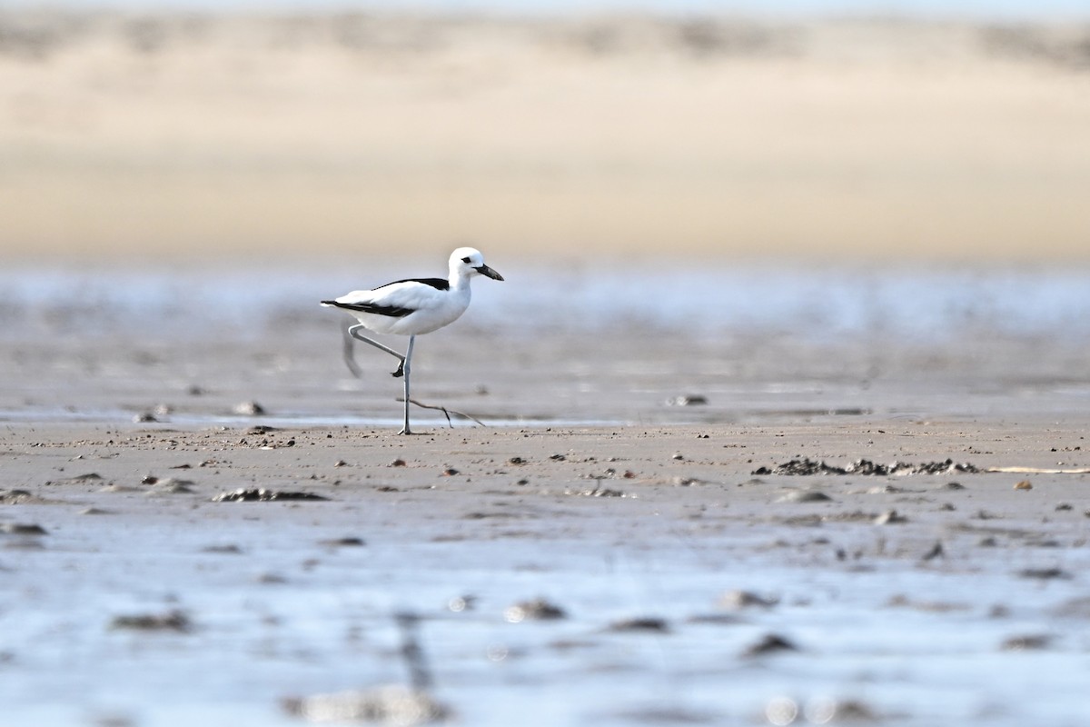 Crab-Plover - ML646576714