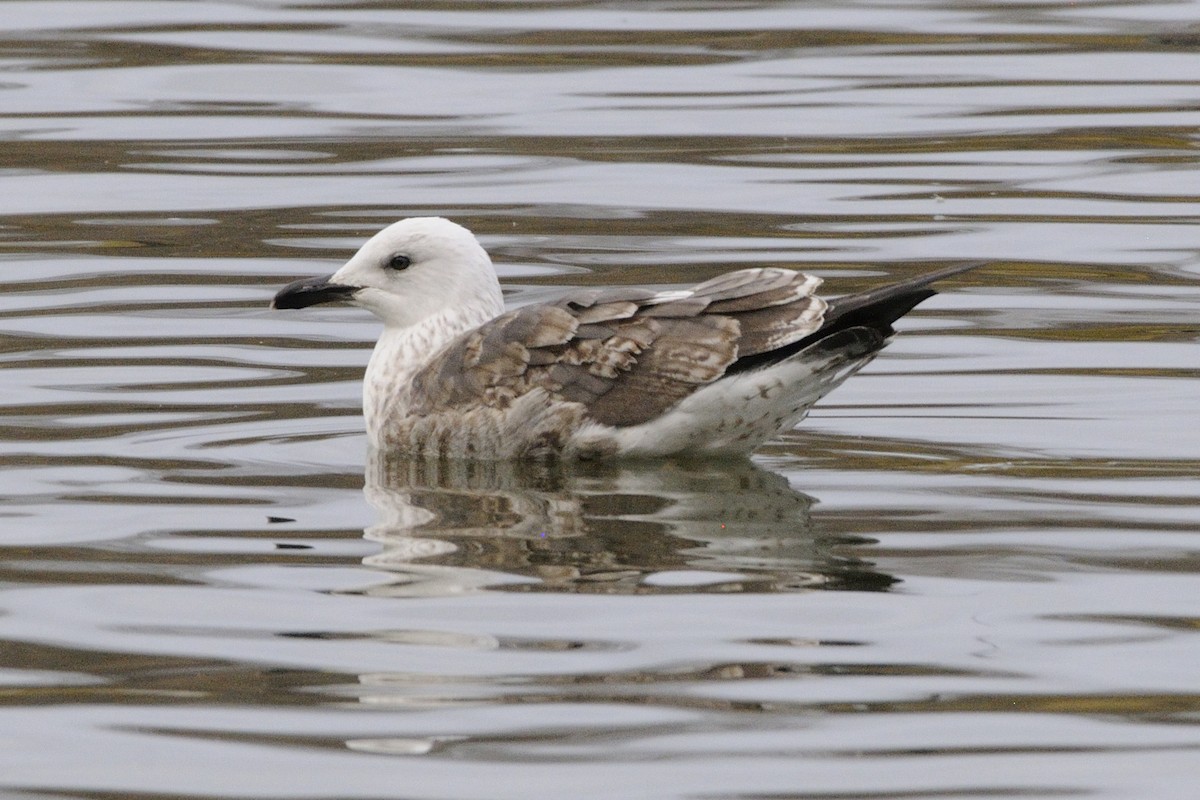Lesser Black-backed Gull - ML646576715