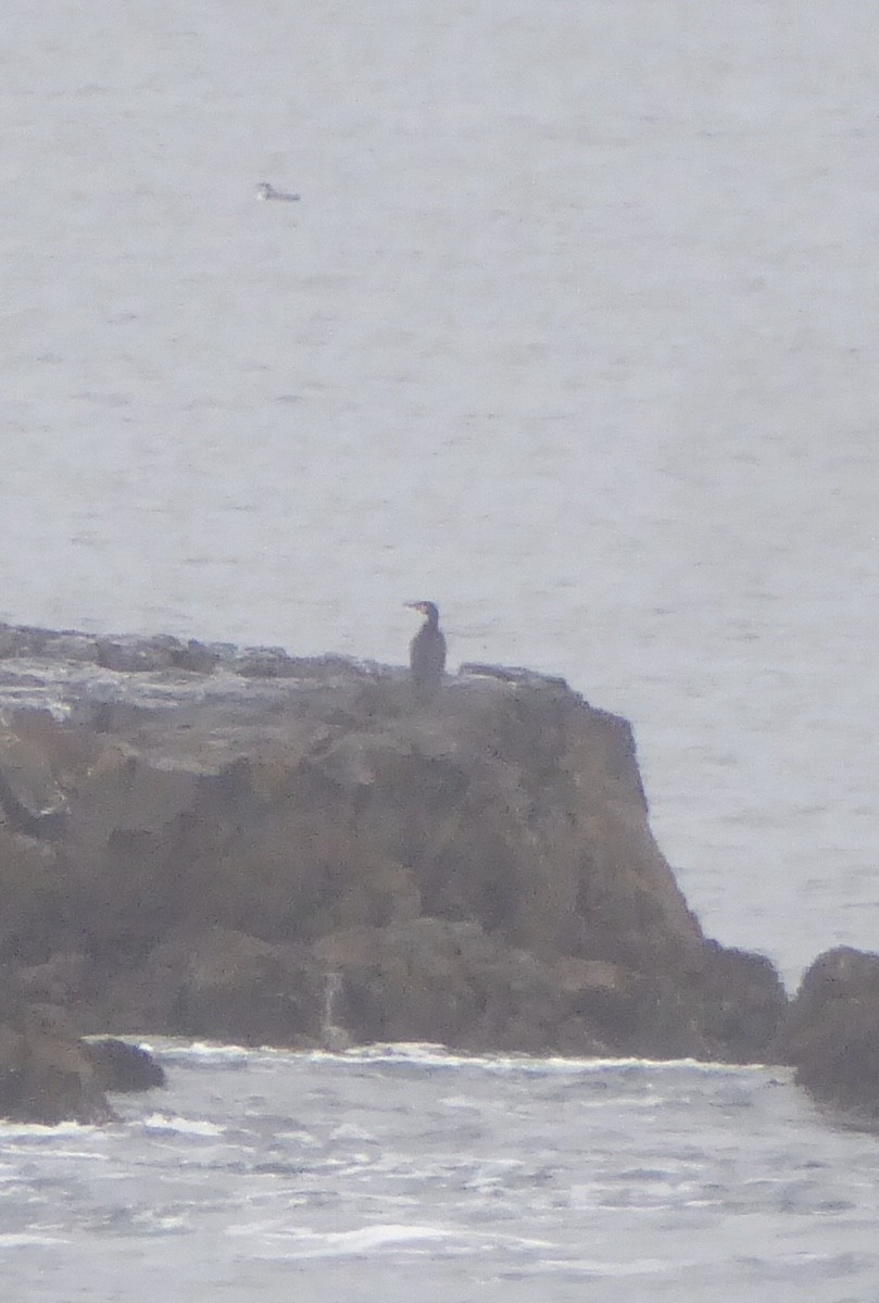 Karabatak - ML646576717