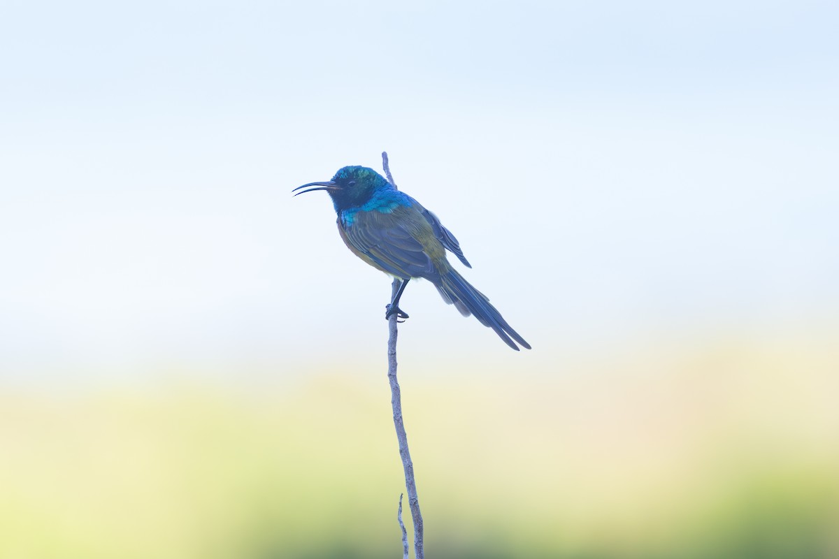 Orange-breasted Sunbird - ML646576720