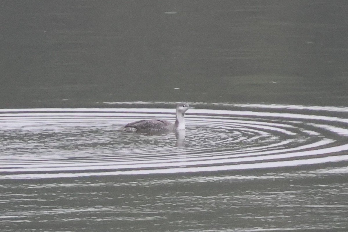 Strolaga minore - ML646576721