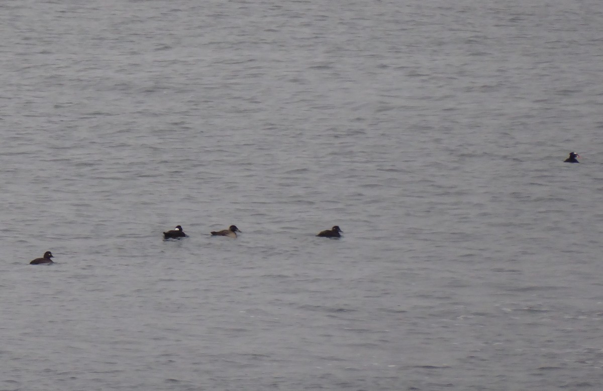 Yamalı Ördek - ML646576722