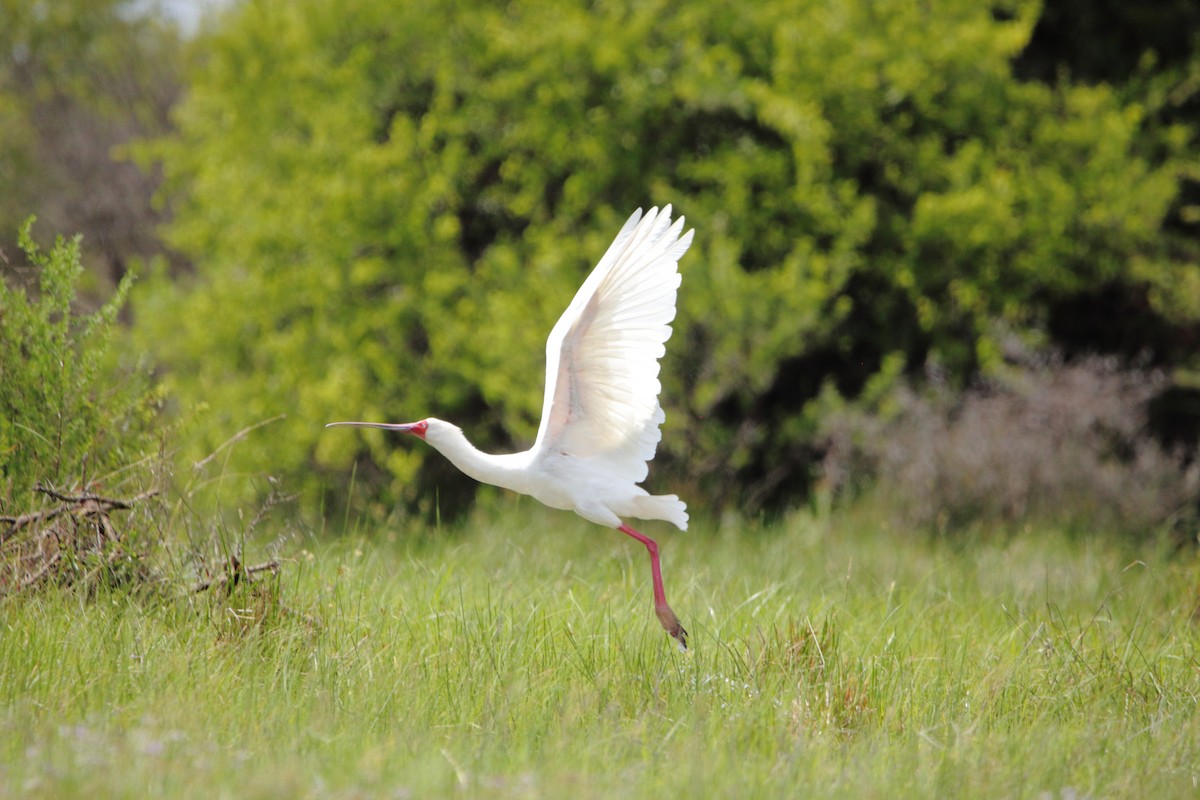African Spoonbill - ML646576723