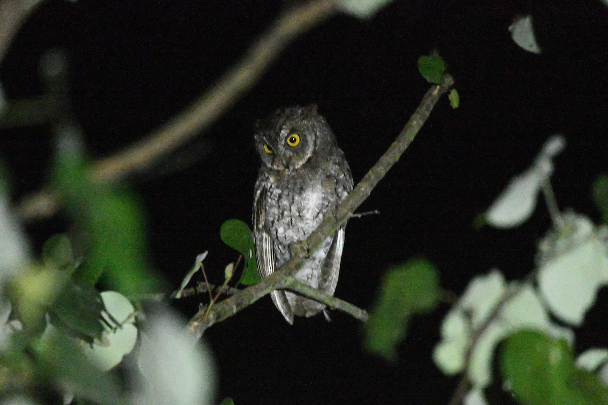 Rinjani İshakkuşu - ML646576724