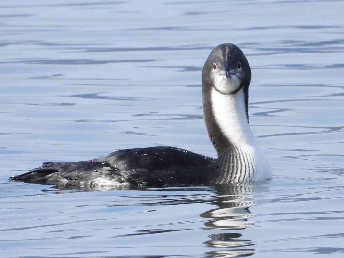 Pacific Loon - ML646576727