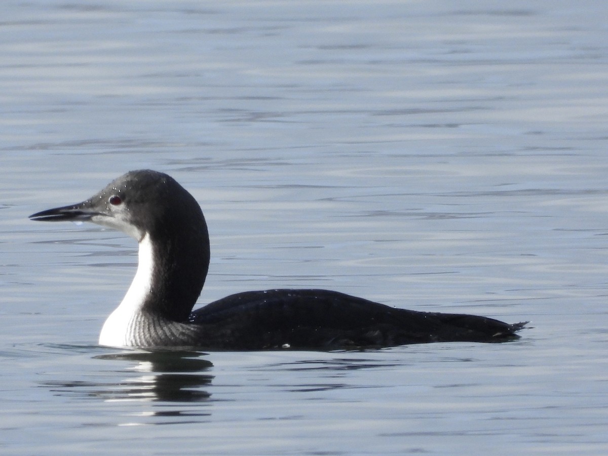 Pacific Loon - ML646576729