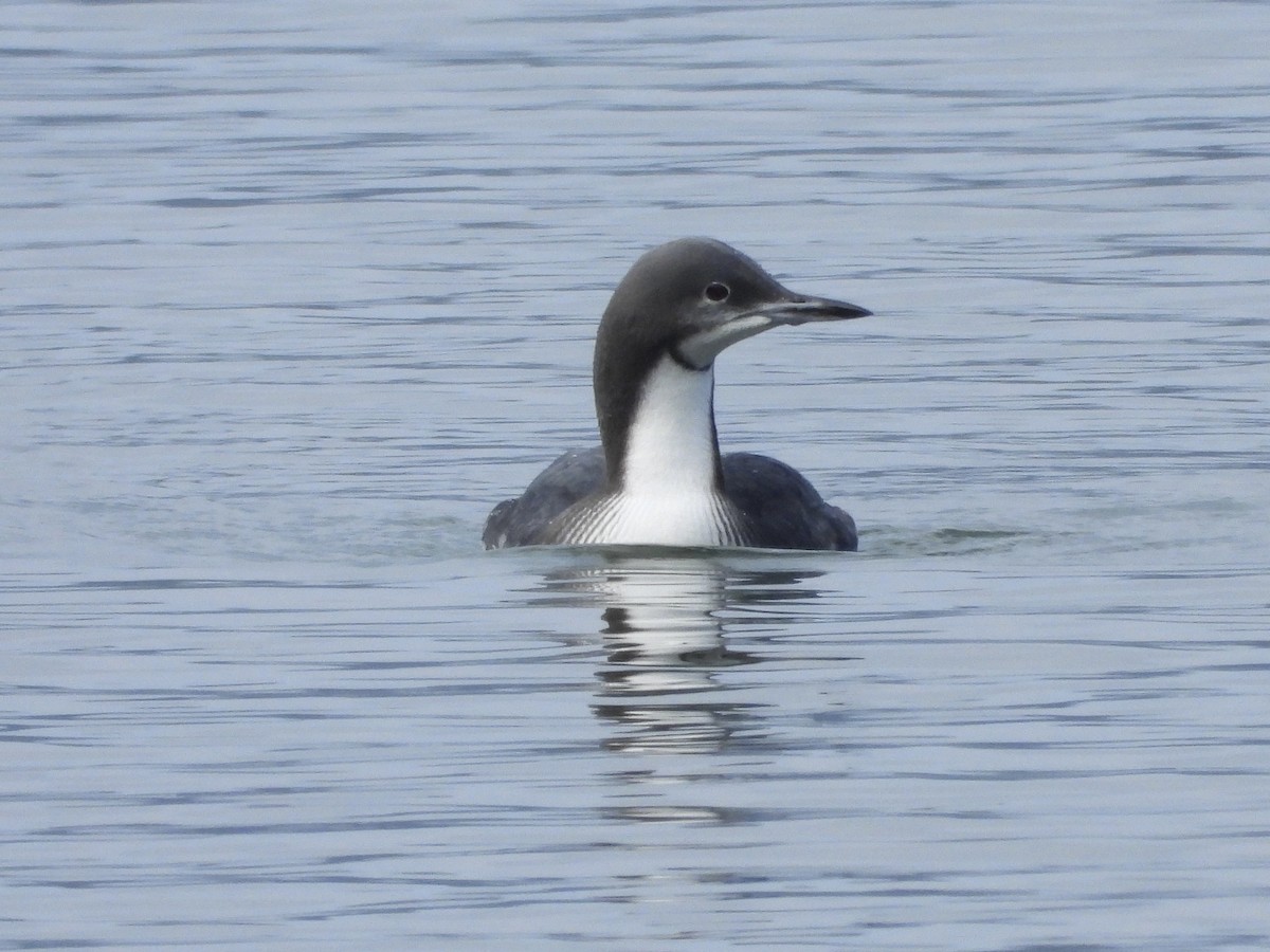 Pacific Loon - ML646576730