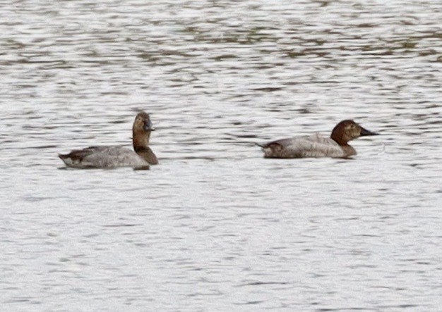 Riesentafelente - ML646576733