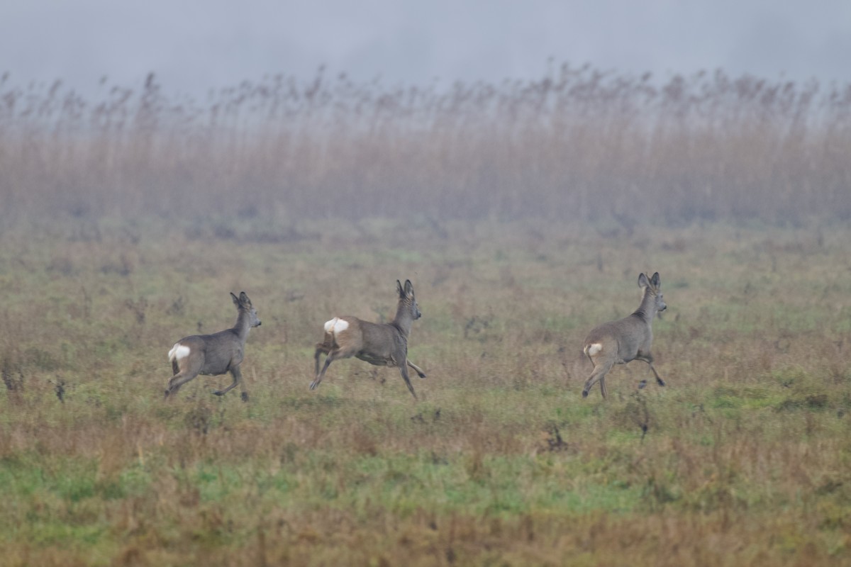 European Roe Deer - ML646576734