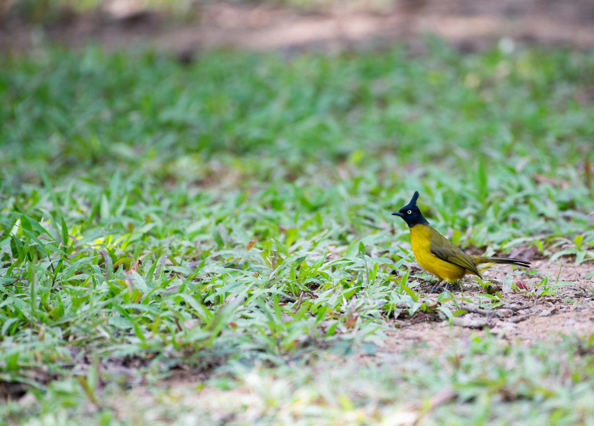 Kara Tepeli Arapbülbülü - ML646576735