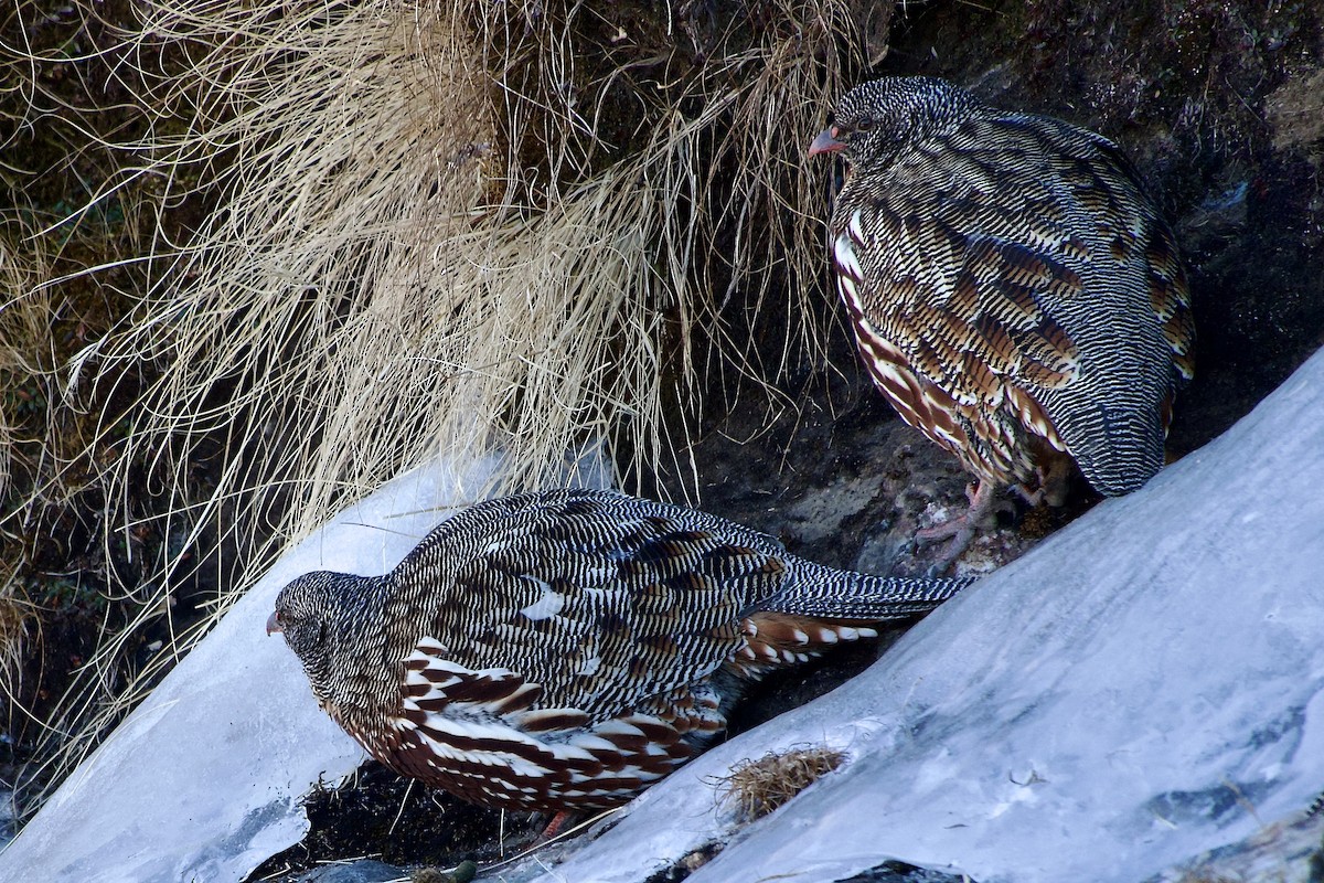 Kar Kekliği - ML646576737