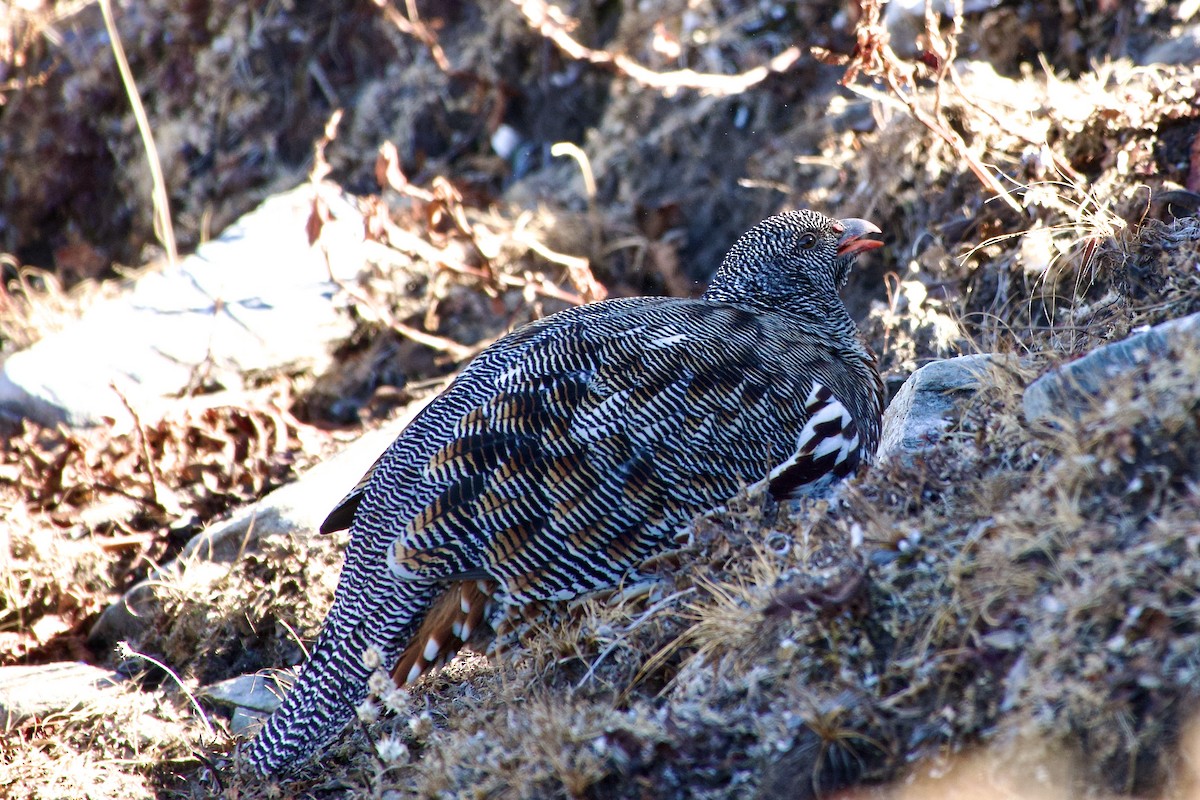 Kar Kekliği - ML646576738