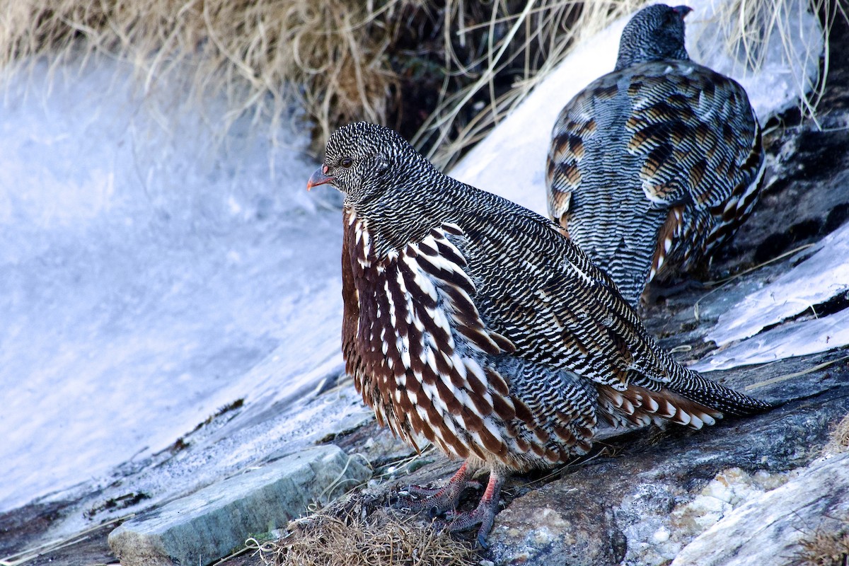 Kar Kekliği - ML646576739