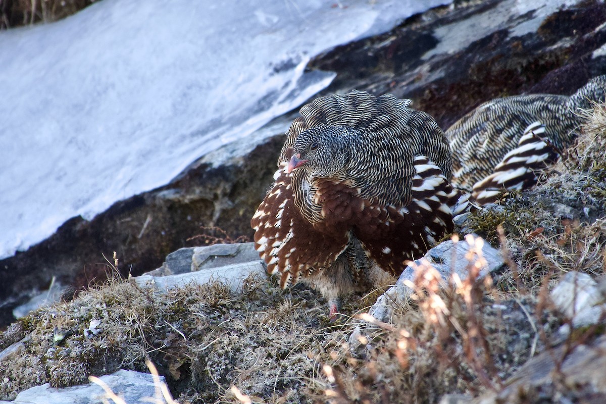 Kar Kekliği - ML646576740